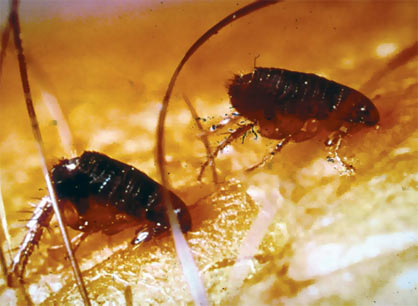 ��� ������� ���� ��������� ����������: � �������, ������, ��������.