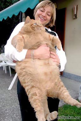 ������������ ����� ����