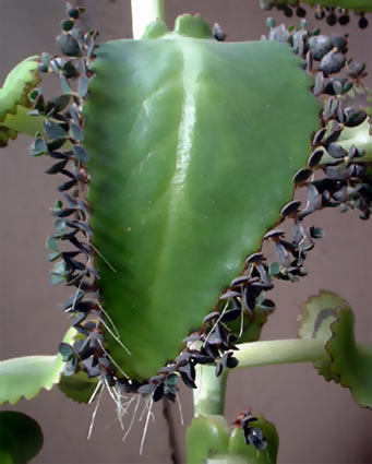 �������� �������� ��������