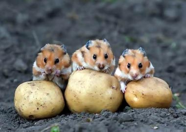 �����������-����������� ����� ����