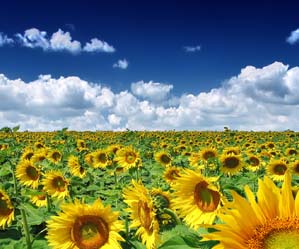 ������ ����� ����