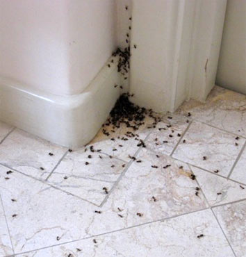 ��� ���������� �� �������� � ����