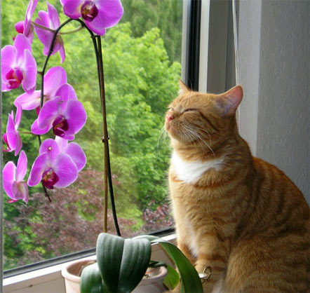 ���� �� �������� � �������� ��������