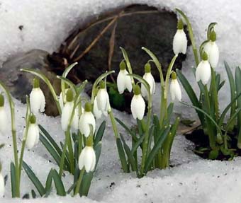 �������� ����� ����