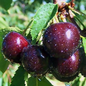 �������� ����� ����